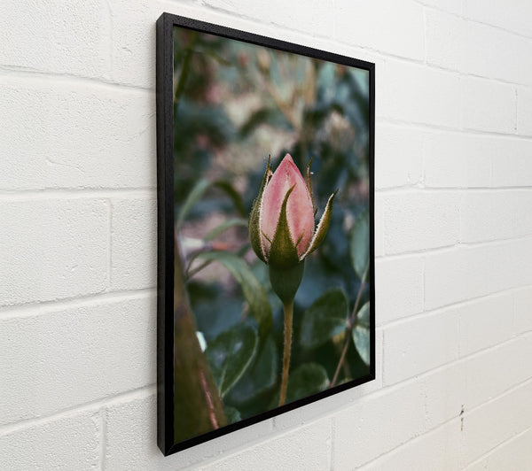 Pink Budding Hope
