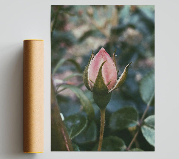 Pink Budding Hope Poster