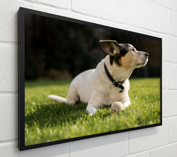 White Dog On Green Grass