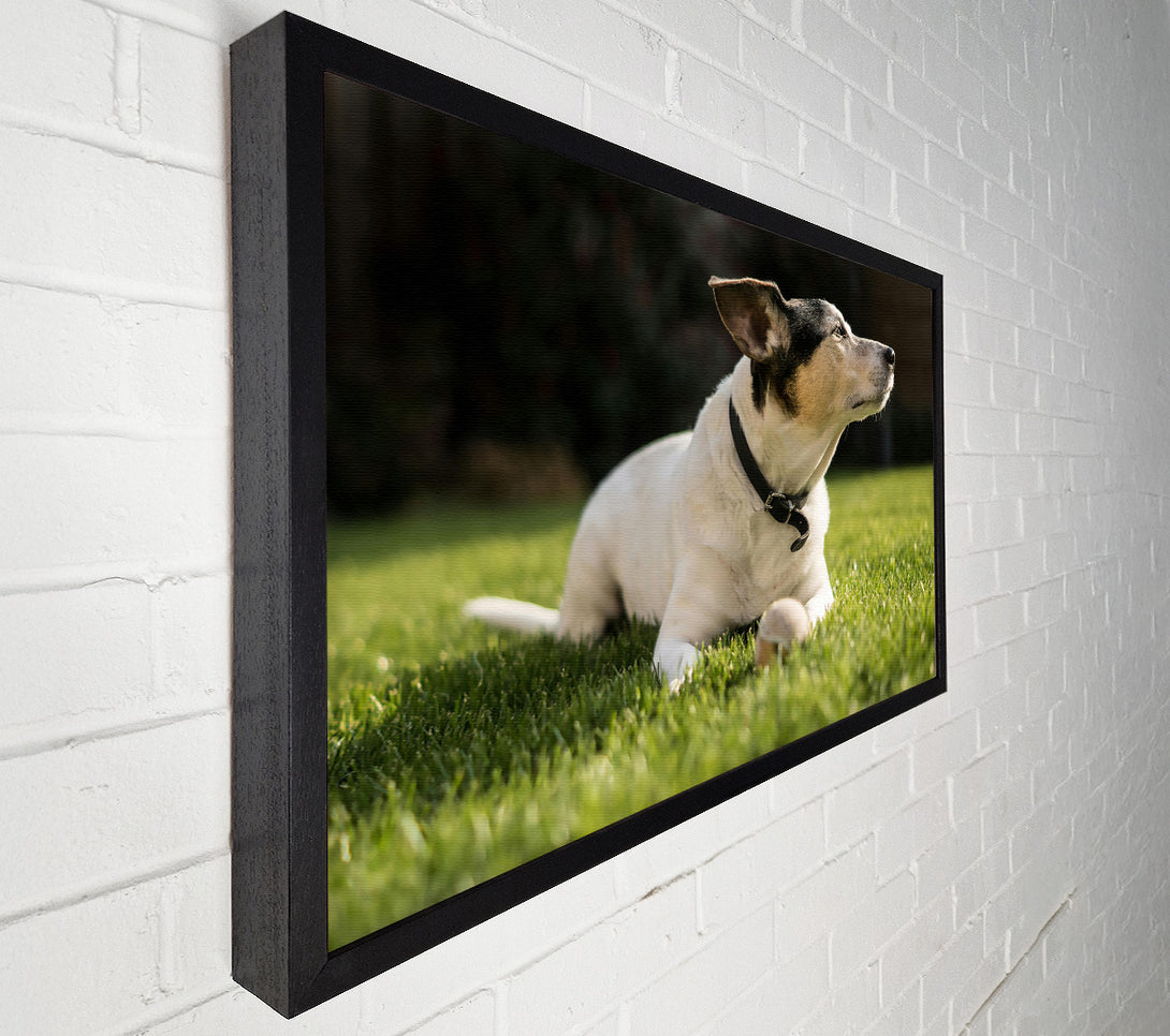  A Canvas Print of White Dog On Green Grass Canvas Wall Art