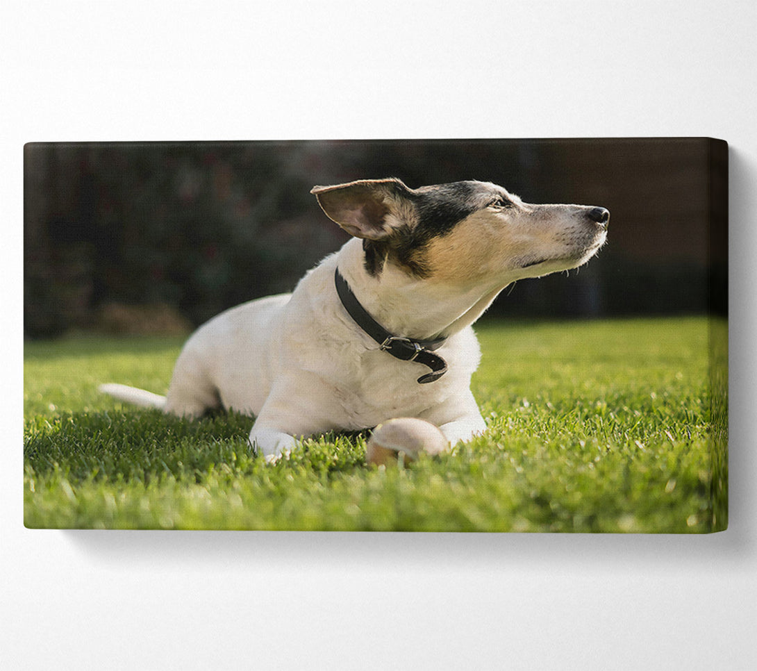  A Canvas Print of White Dog On Green Grass Canvas Wall Art