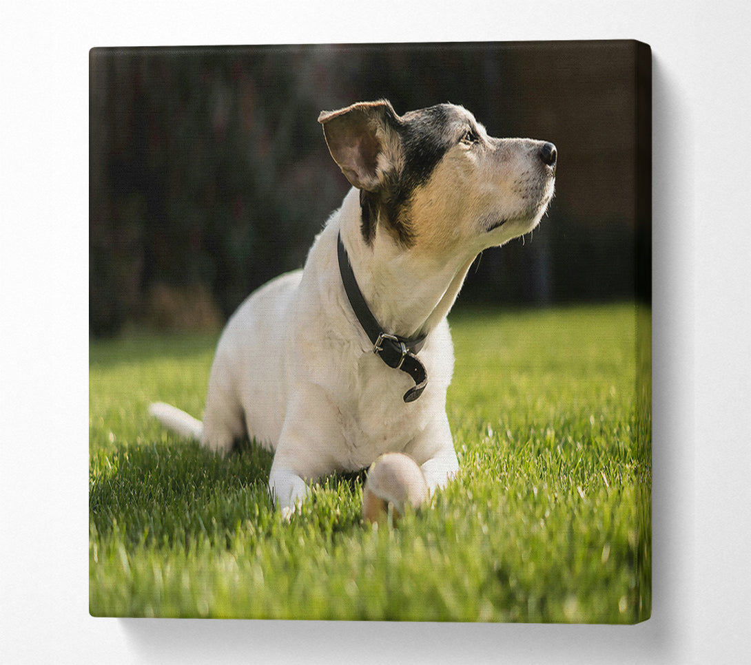  A Canvas Print of White Dog On Green Grass Canvas Wall Art