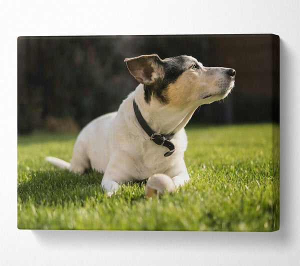  A Canvas Print of White Dog On Green Grass Canvas Wall Art