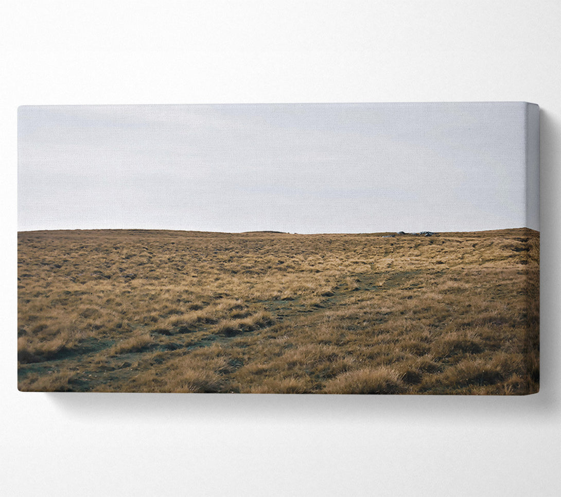  A Canvas Print of Golden Grass Path Canvas Art