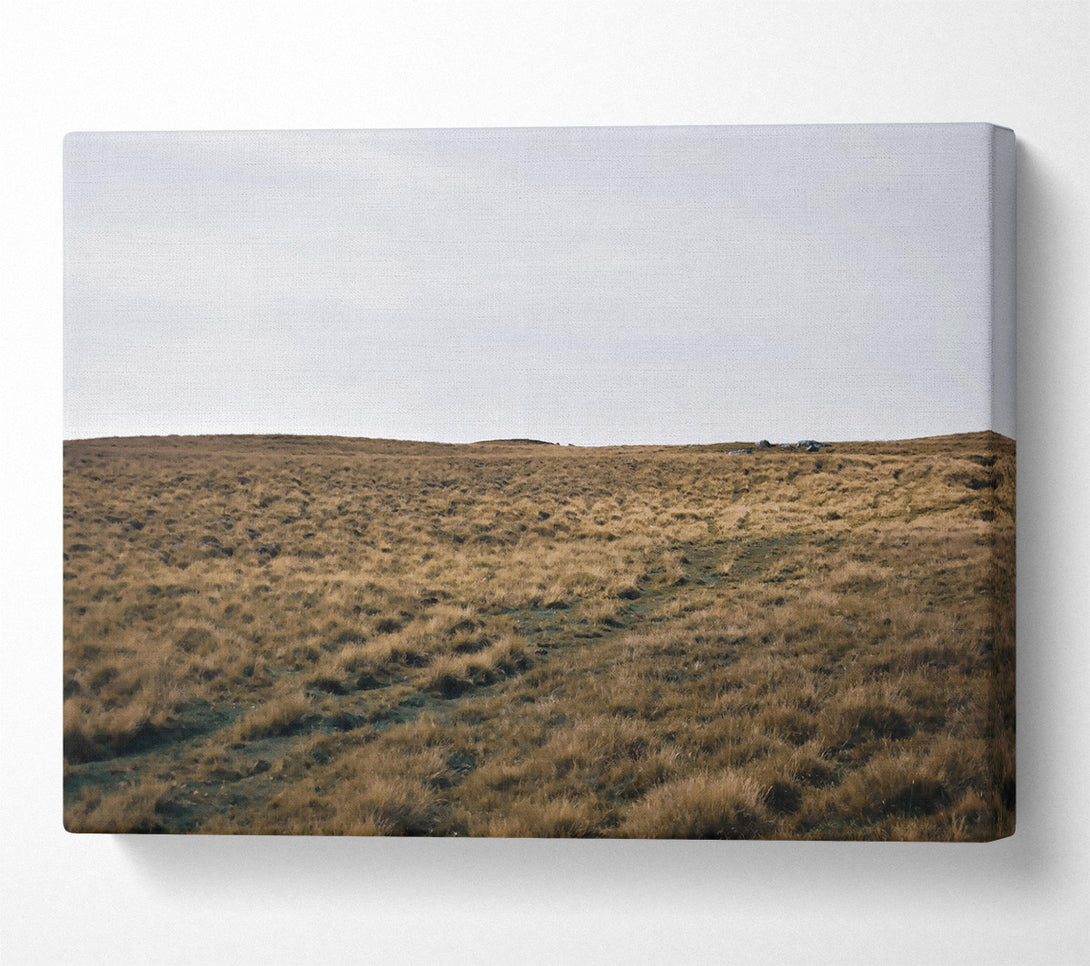  A Canvas Print of Golden Grass Path Canvas Art