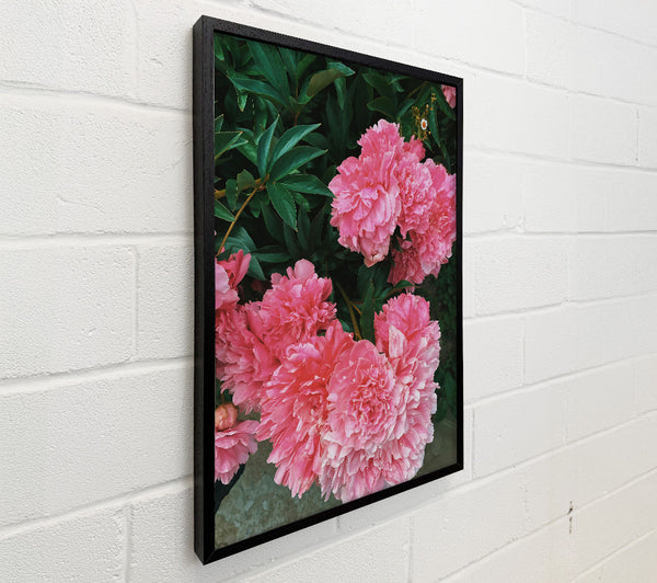 Blushing Peony Blooms
