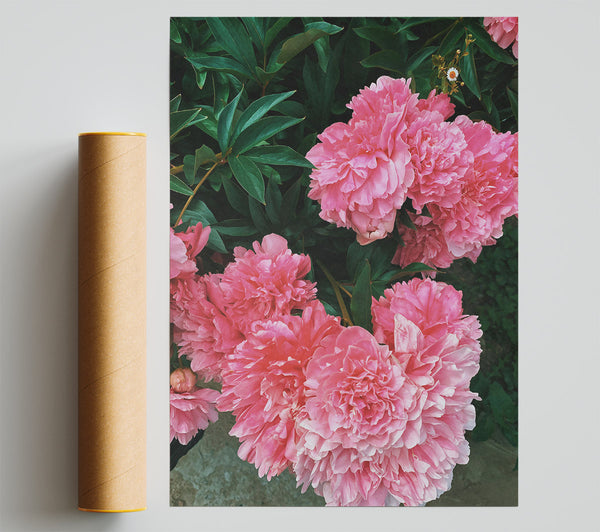 Blushing Peony Blooms Poster