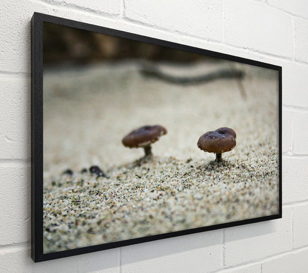Brown Shroom Sand