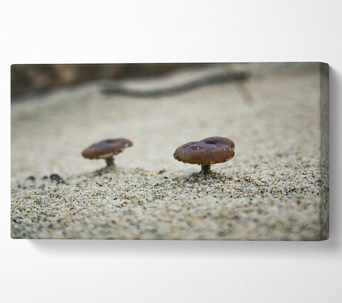  A Canvas Print of Brown Shroom Sand Canvas Wall Art