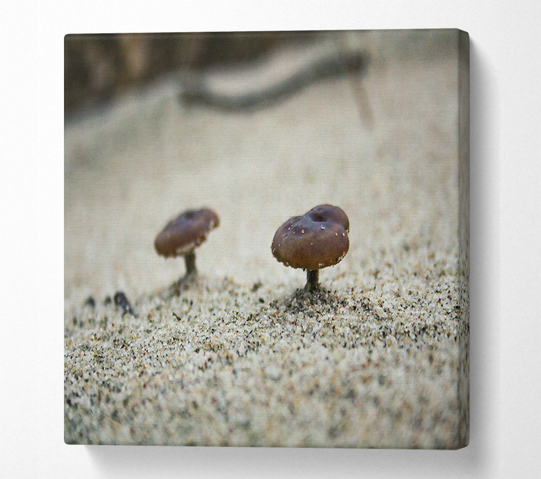  A Canvas Print of Brown Shroom Sand Canvas Wall Art