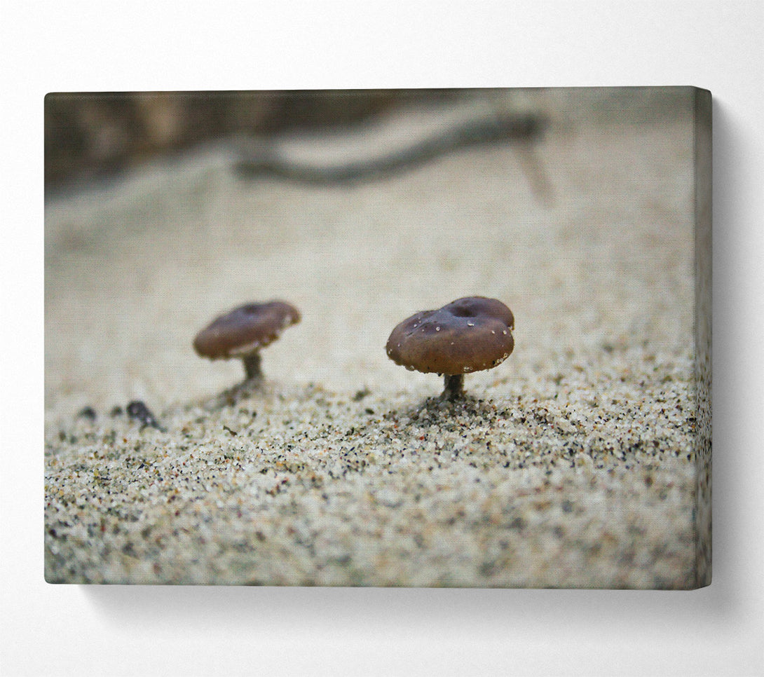  A Canvas Print of Brown Shroom Sand Canvas Wall Art
