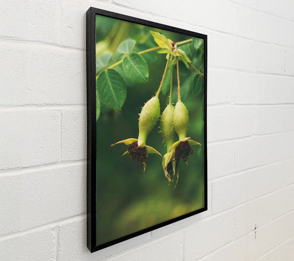 Green Rose Hips
