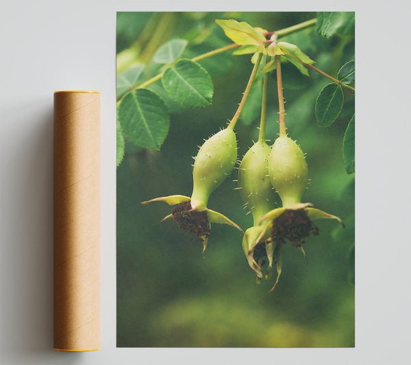 Green Rose Hips Giclee Print