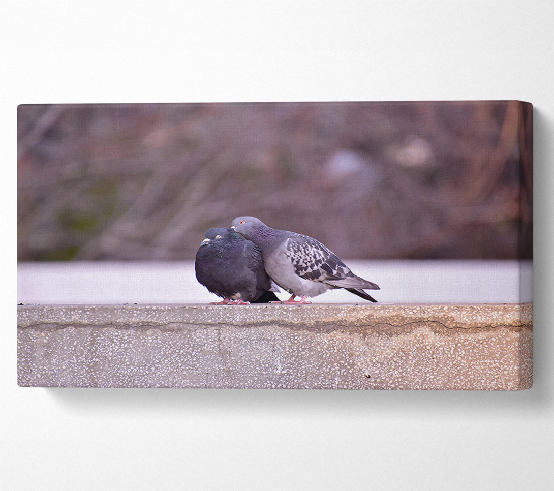  A Canvas Print of Gray Feathers On Concrete Canvas Art