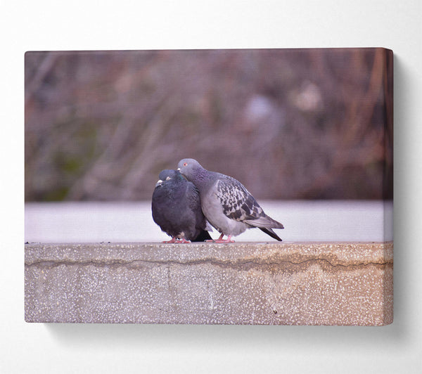  A Canvas Print of Gray Feathers On Concrete Canvas Art