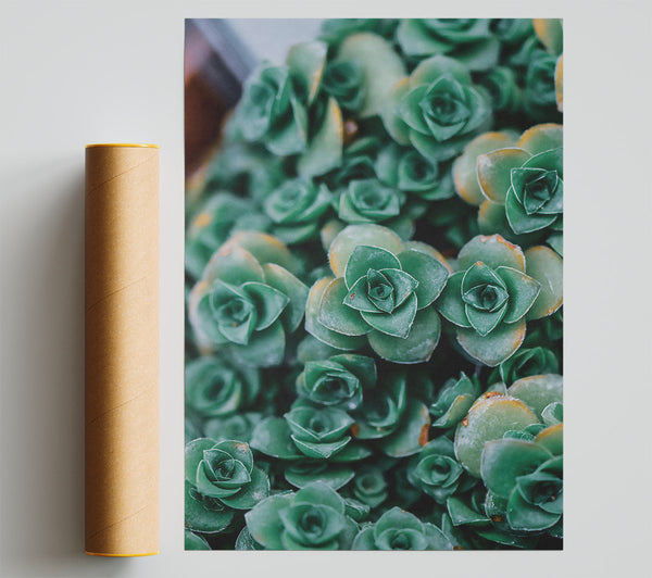 Emerald Succulent Blooms Print