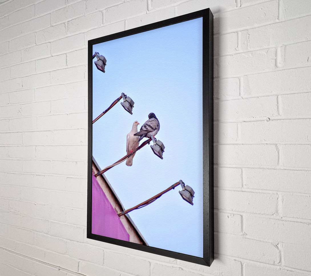  A Canvas Print of Pink Pigeon'S Light Post Canvas Print