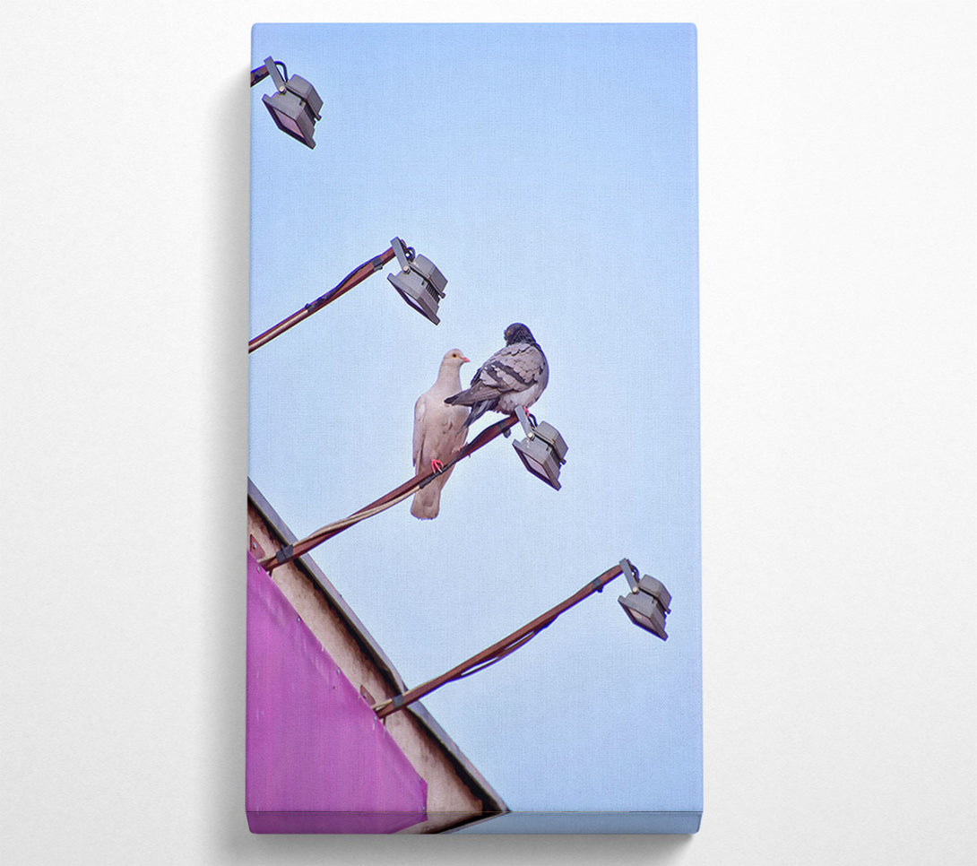  A Canvas Print of Pink Pigeon'S Light Post Canvas Print