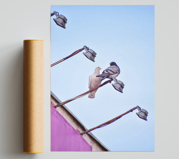 Pink Pigeon'S Light Post Print