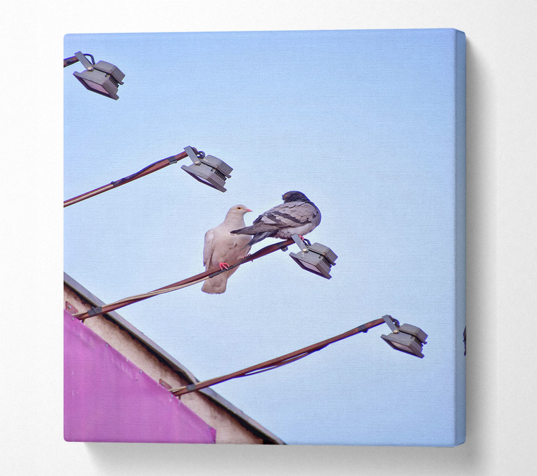  A Canvas Print of Pink Pigeon'S Light Post Canvas Print