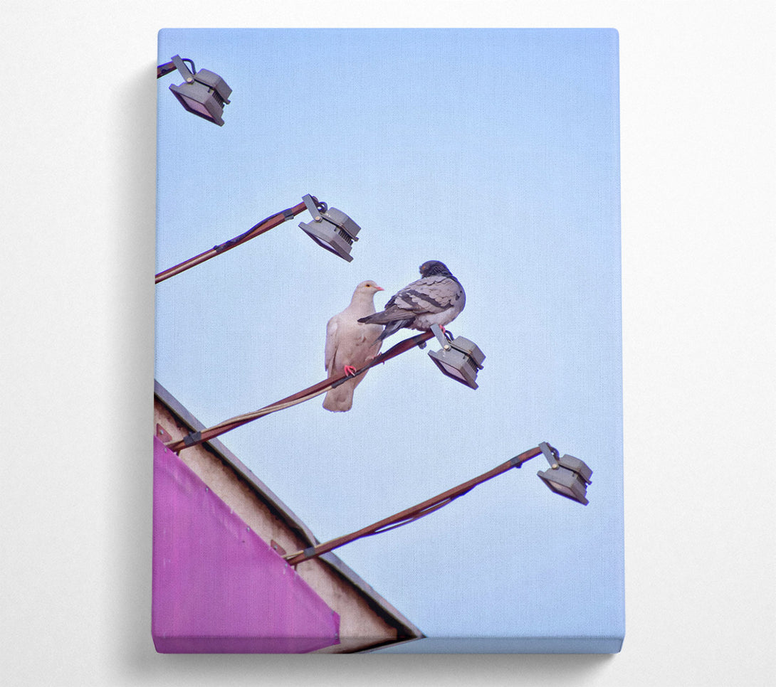  A Canvas Print of Pink Pigeon'S Light Post Canvas Print