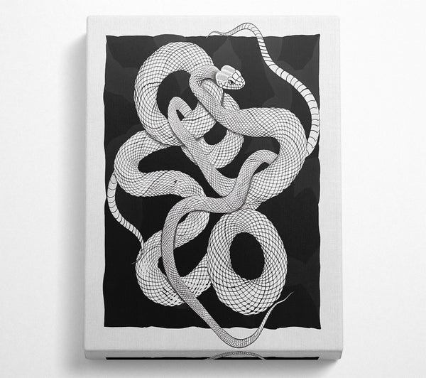  A Canvas Print of Black Snake Coils Canvas Print