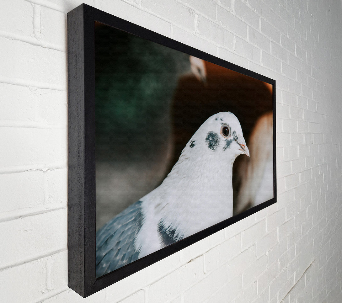  A Canvas Print of The White Dove'S Gaze Canvas Wall Art
