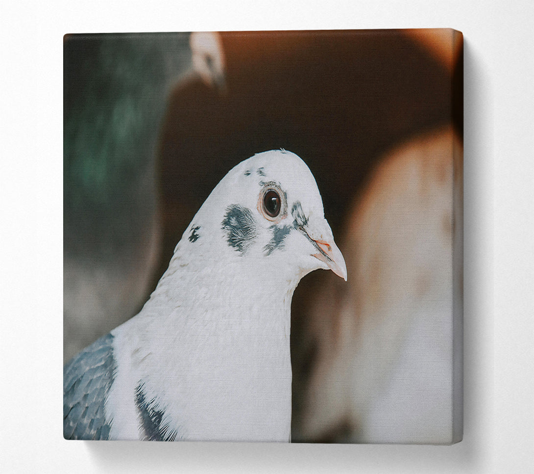  A Canvas Print of The White Dove'S Gaze Canvas Wall Art