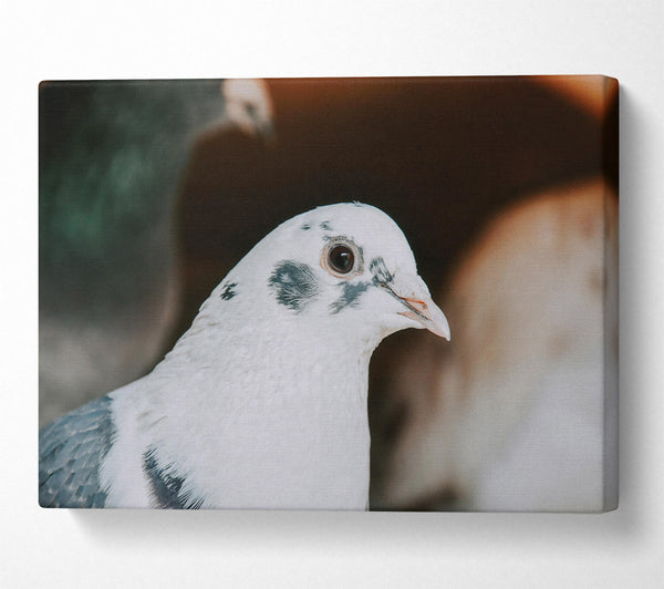  A Canvas Print of The White Dove'S Gaze Canvas Wall Art