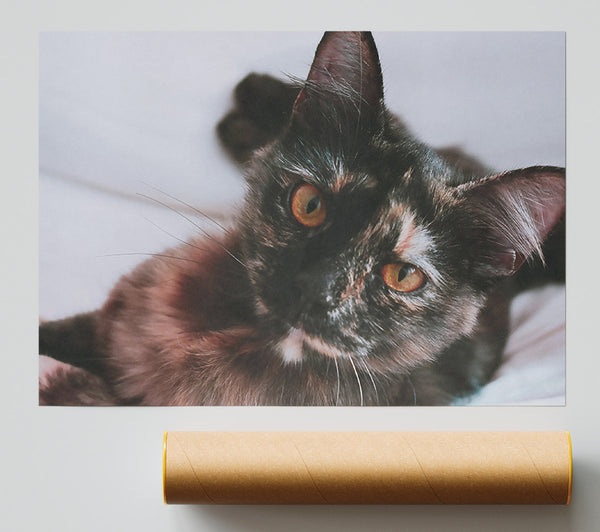Golden-Eyed Black Cat Poster