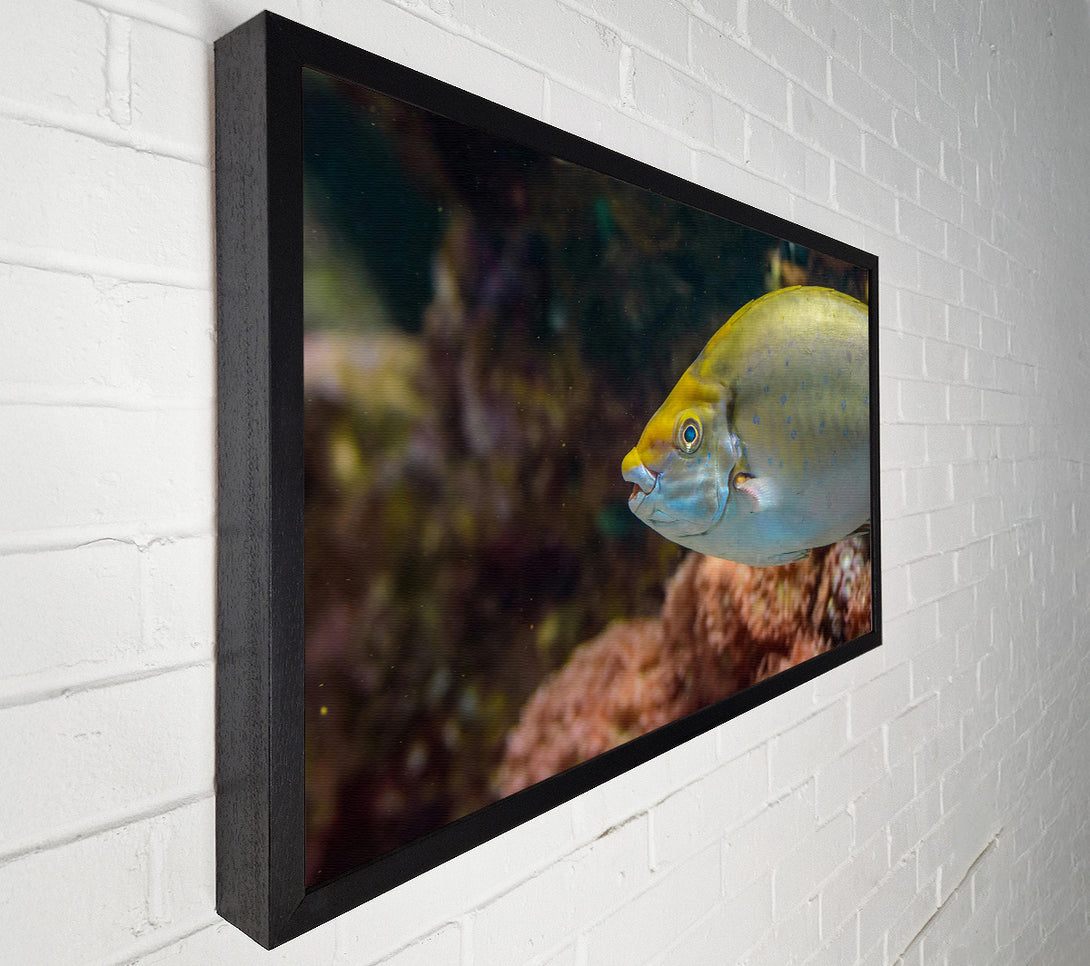  A Canvas Print of Golden Reef Fish Canvas Print