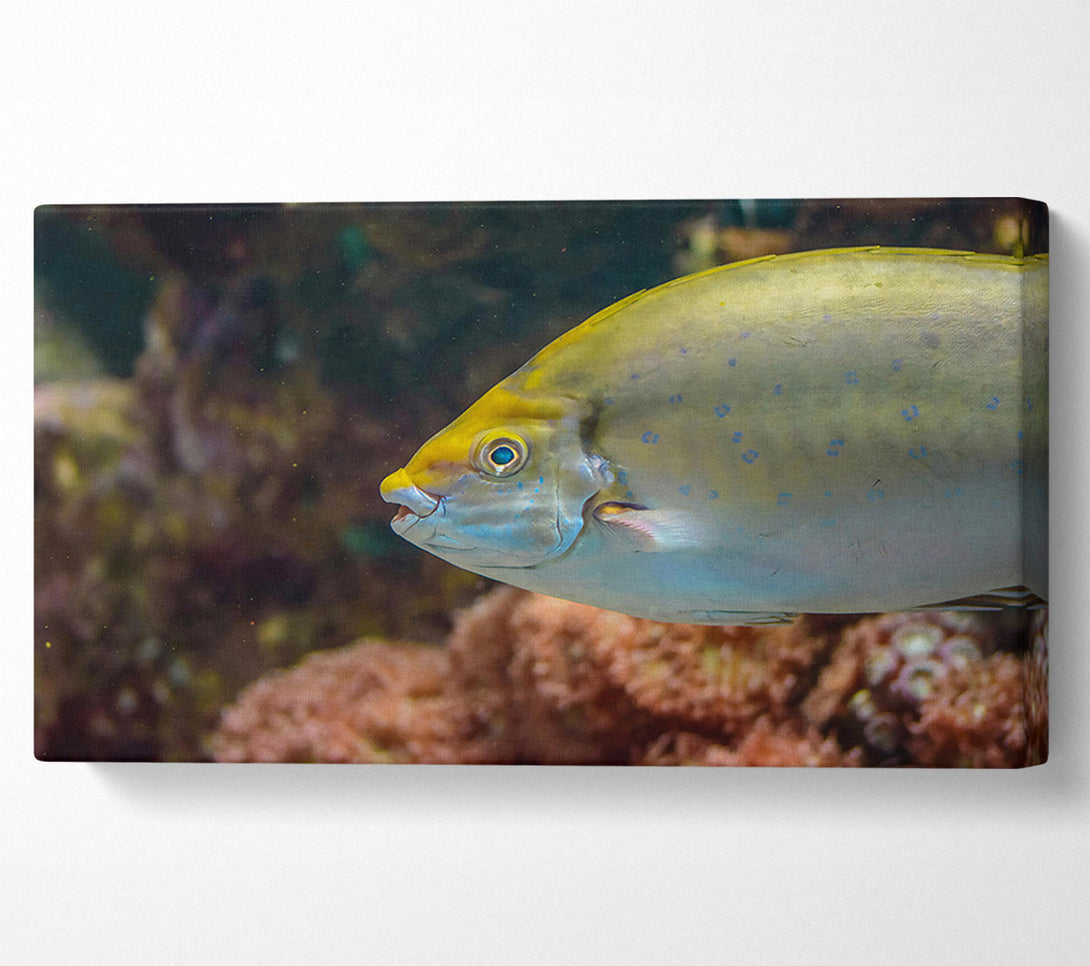  A Canvas Print of Golden Reef Fish Canvas Print