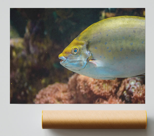 Golden Reef Fish Giclee Print