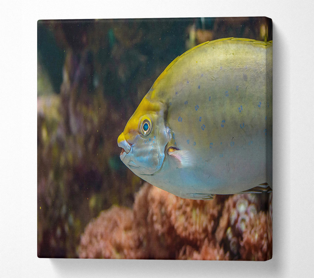  A Canvas Print of Golden Reef Fish Canvas Print