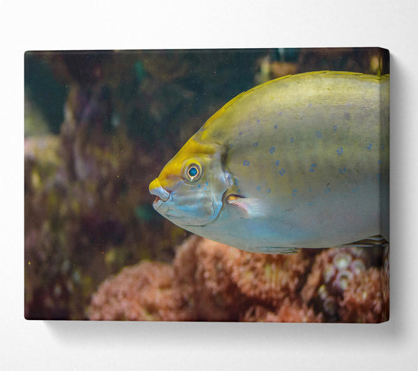  A Canvas Print of Golden Reef Fish Canvas Print