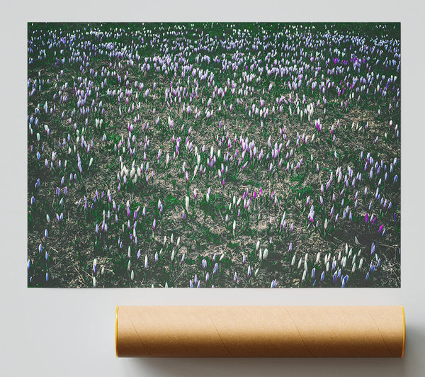 Purple Field Of Flowers Poster