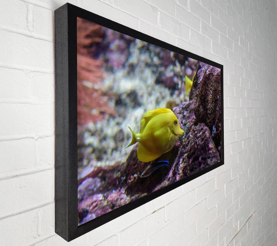  A Canvas Print of Golden Reef Dweller Canvas Wall Art