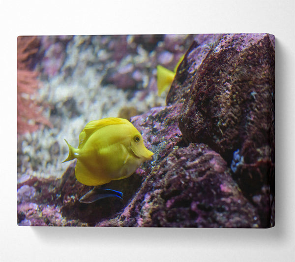  A Canvas Print of Golden Reef Dweller Canvas Wall Art