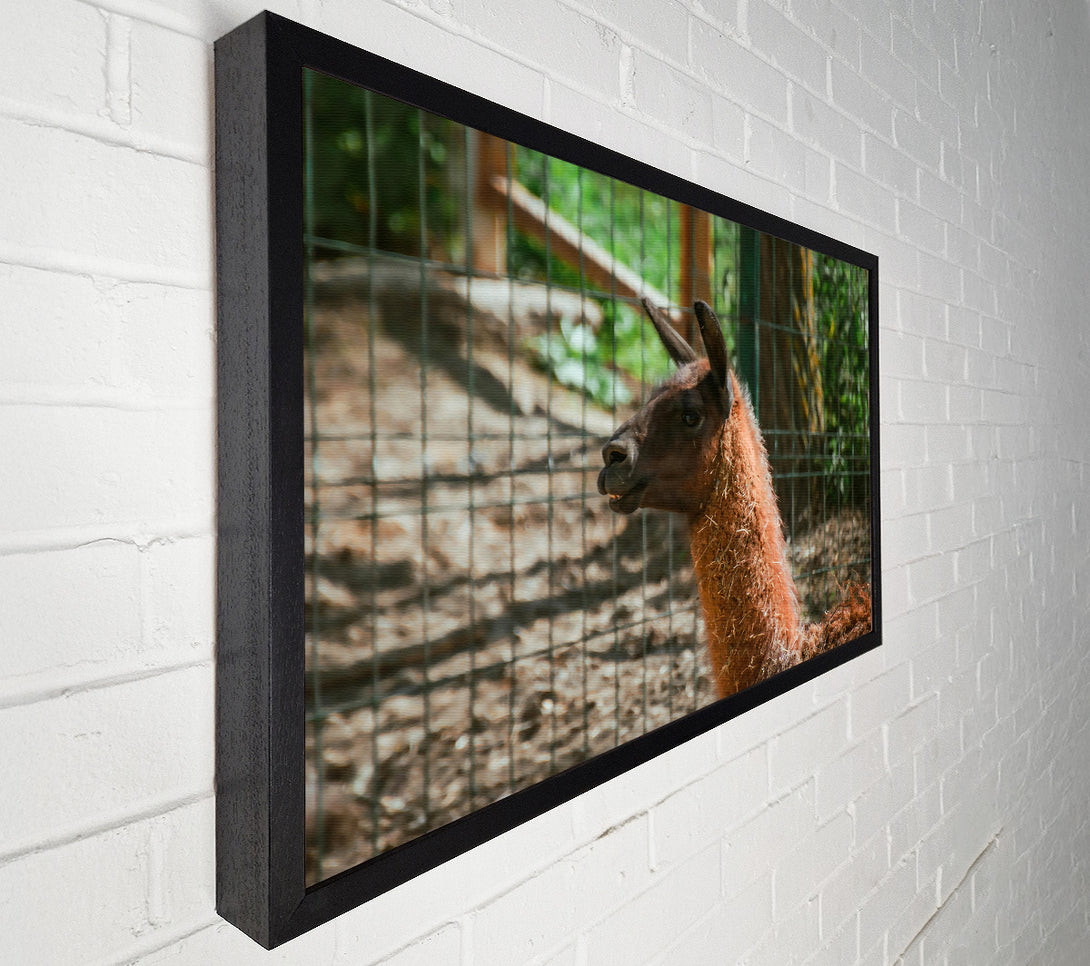  A Canvas Print of Brown Llama Gaze Canvas Print
