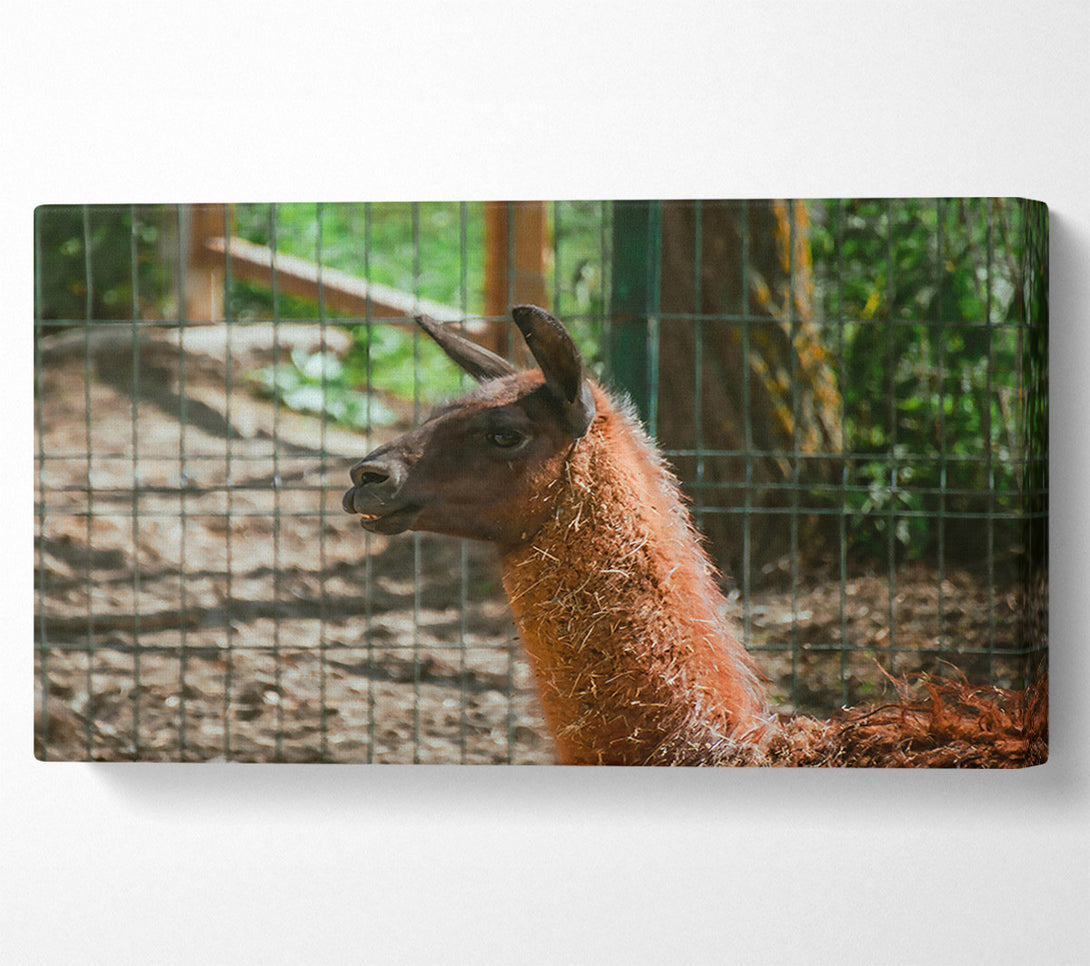  A Canvas Print of Brown Llama Gaze Canvas Print