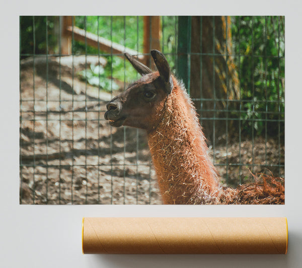 Brown Llama Gaze Poster