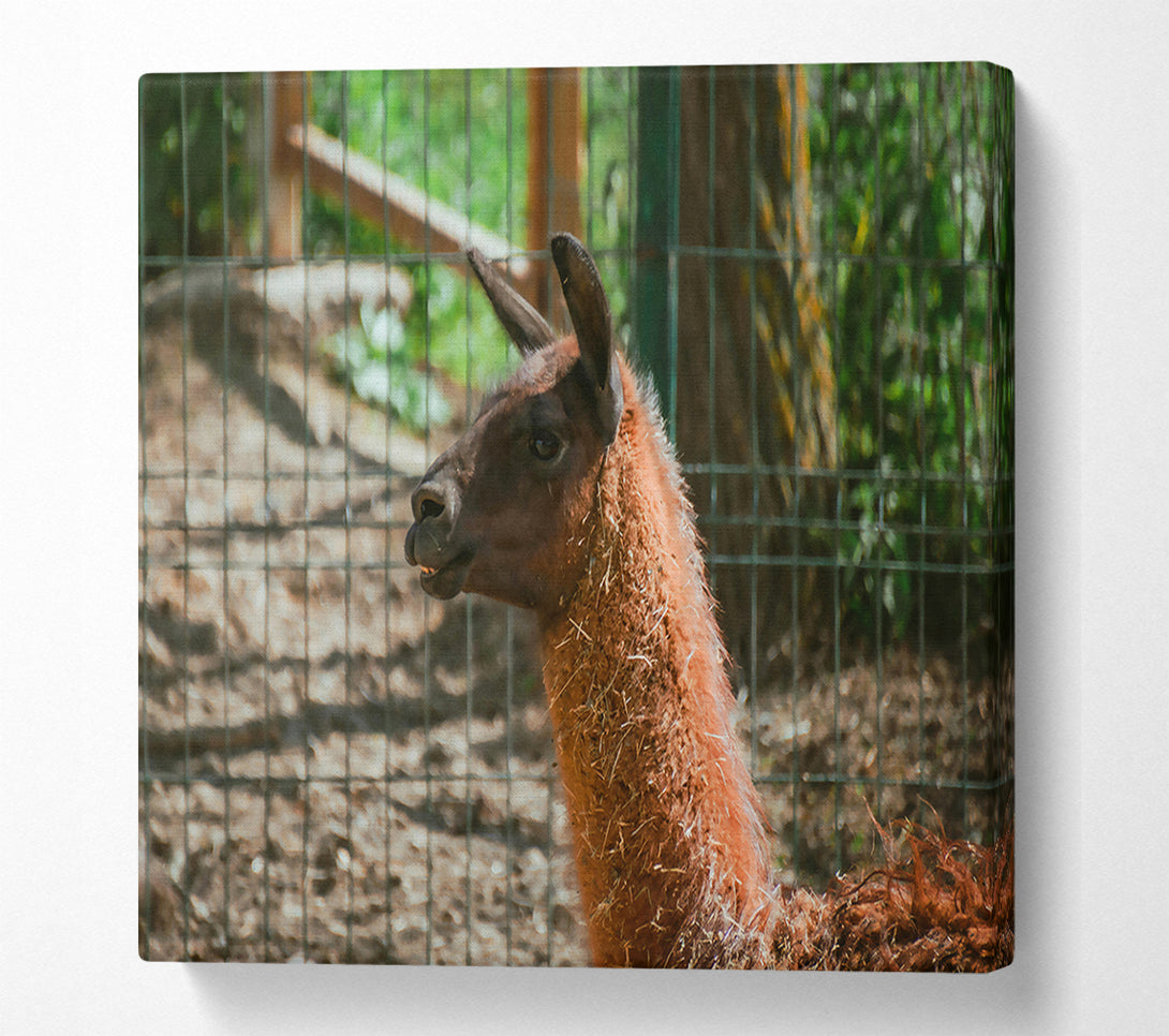 A Canvas Print of Brown Llama Gaze Canvas Print