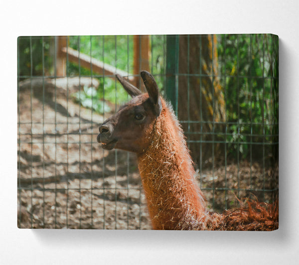  A Canvas Print of Brown Llama Gaze Canvas Print