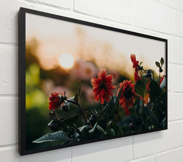 Crimson Sunset Blooms
