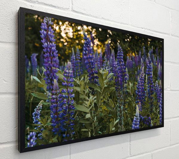 Purple Field Bloom