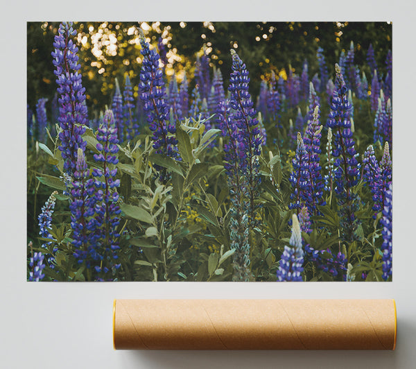 Purple Field Bloom Print