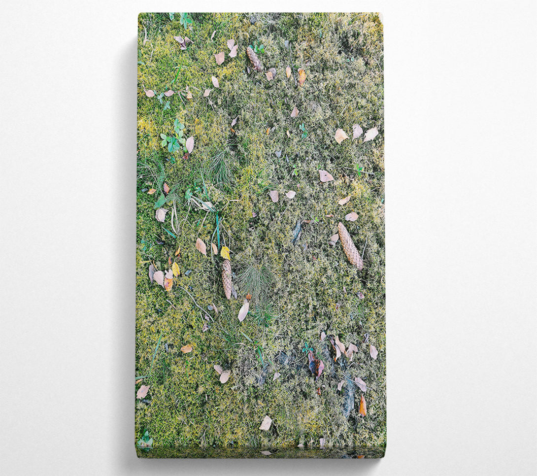  A Canvas Print of Green Mossy Ground Canvas Print