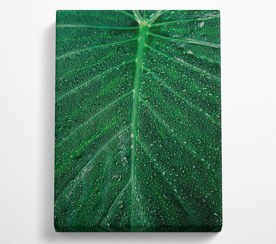  A Canvas Print of Emerald Dew Drops Canvas Wall Art