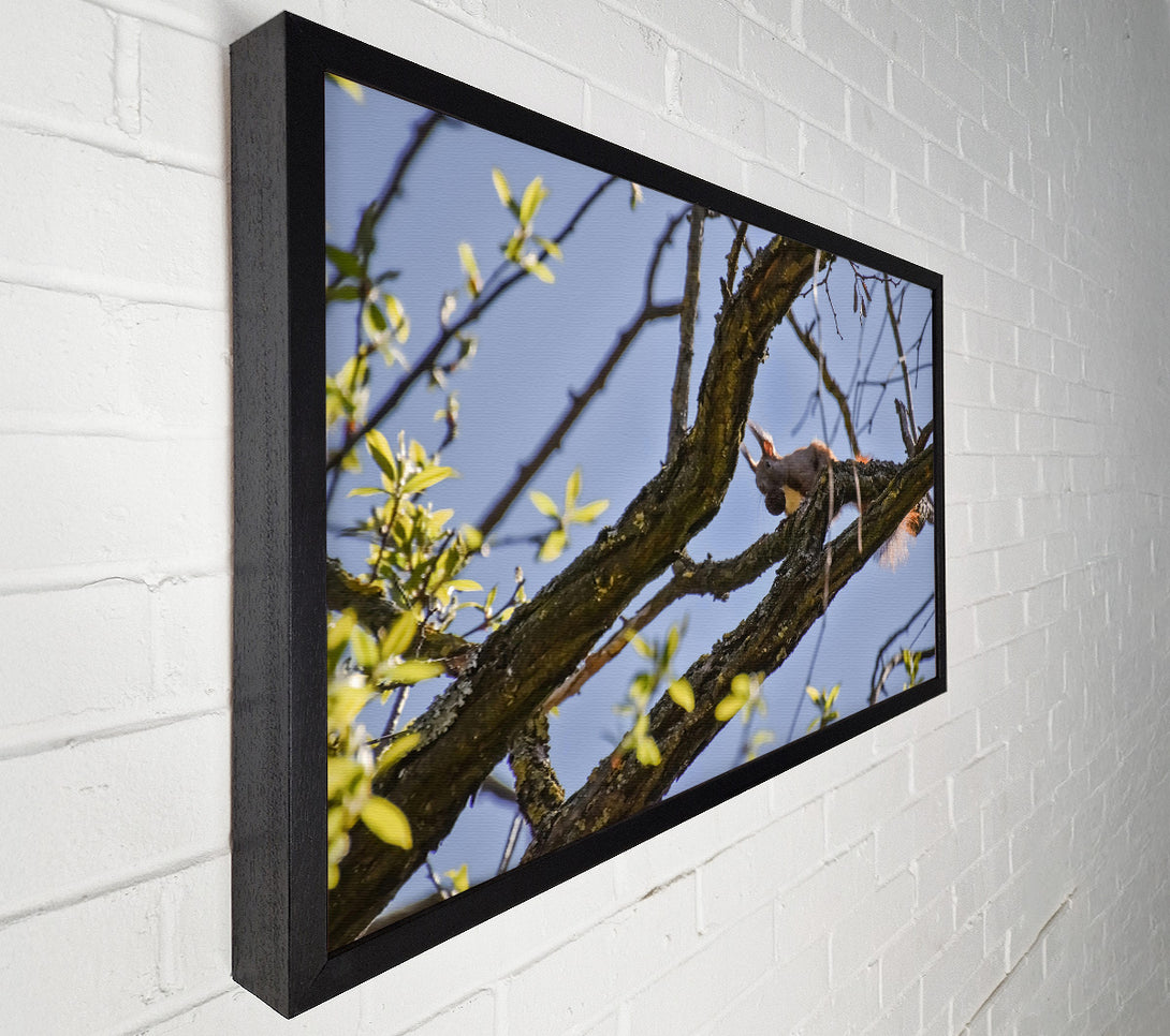  A Canvas Print of Brown Squirrel'S Lunchtime Canvas Art