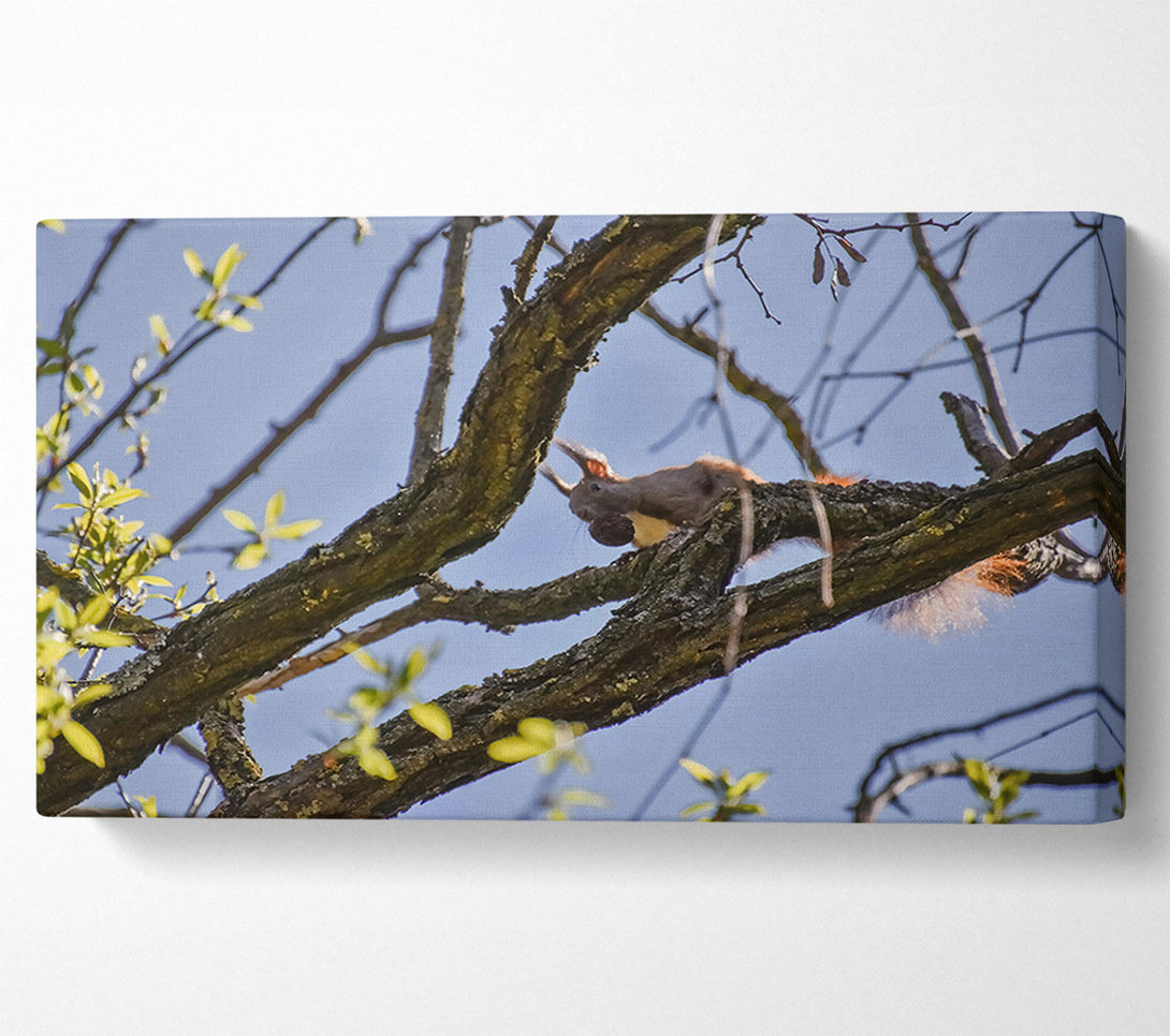  A Canvas Print of Brown Squirrel'S Lunchtime Canvas Art